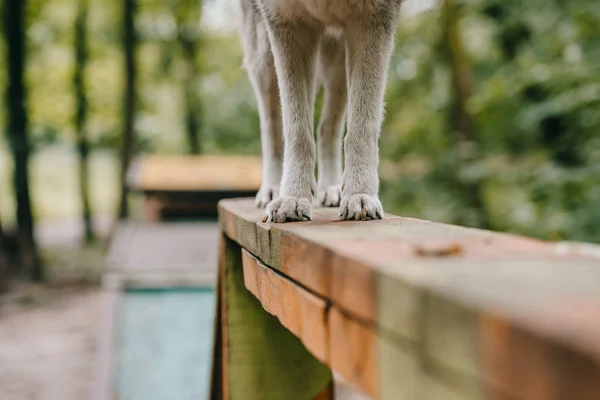 Perro gris caminando obstáculo en la prueba de agilidad - foto de stock