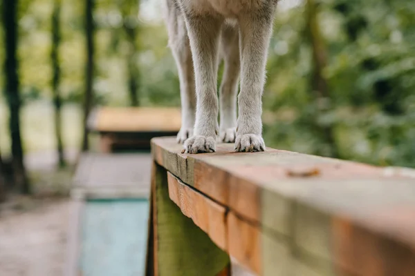 Chien gris obstacle de marche sur essai d'agilité — Photo de stock