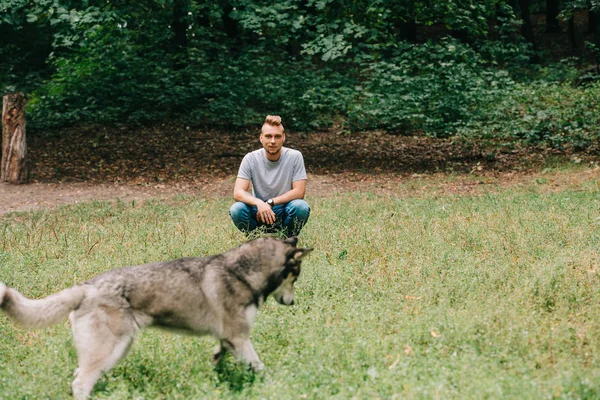 Bel homme jouant avec chien husky sibérien dans le parc — Photo de stock