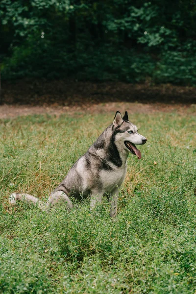 Peludo perro husky gris sentado en la hierba verde - foto de stock