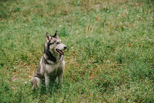 Furry siberian husky dog sitting in green grass — Stock Photo