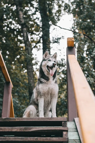 Entrenamiento perro husky gris en terreno de agilidad - foto de stock