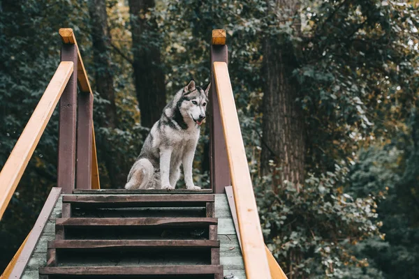 Cinza siberiano cão husky no chão agilidade no parque — Fotografia de Stock