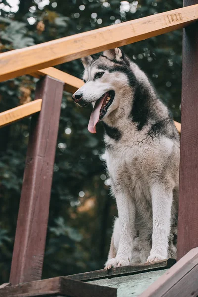 Perro husky siberiano gris en terreno de agilidad - foto de stock