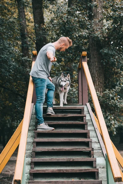 Entrenador de perros con perro husky obediente en las escaleras obstáculo - foto de stock