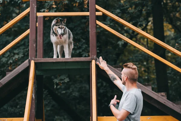 Dog trainer with siberian husky dog on stairs obstacle — Stock Photo