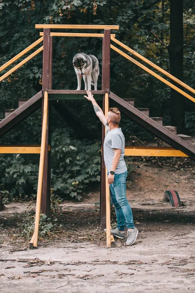 Cynologist training with siberian husky dog on stairs obstacle — Stock Photo