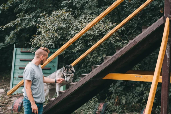 Formation cynologue avec chien husky sibérien sur les escaliers obstacle dans le procès d'agilité — Photo de stock