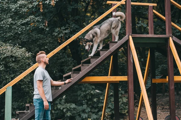 Cynologue avec chien husky obéissant sur escalier obstacle — Stock Photo