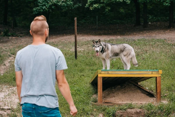 Young man training with siberian husky on dog walk obstacle — Stock Photo