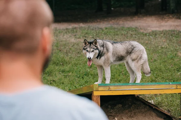 Selektiver Fokus des Menschen mit sibirischem Husky-Hund im Gehorsamsunterricht — Stockfoto