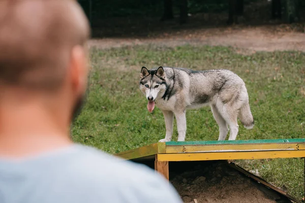 Messa a fuoco selettiva dell'uomo con cane husky siberiano in classe di obbedienza — Foto stock