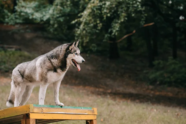 Chien husky sibérien sur le terrain d'agilité dans le parc — Photo de stock