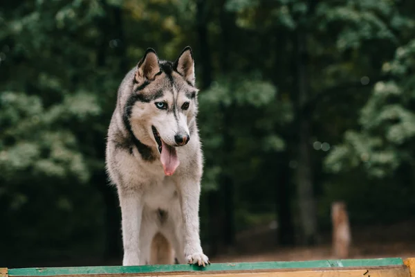 Perro husky siberiano gris paseando en el parque - foto de stock