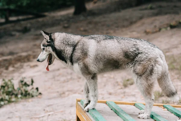 Perro husky de pie en el obstáculo en terreno de agilidad - foto de stock