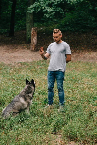 Cinnólogo y husky perro entrenamiento sentarse comando con gesto de mano - foto de stock
