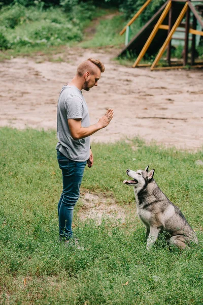 Жест цинолога и тренировка сидят команды с хаски-собакой — стоковое фото