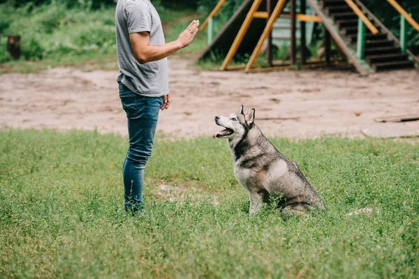Recortado vista de hombre entrenamiento comando a sentarse con husky perro - foto de stock