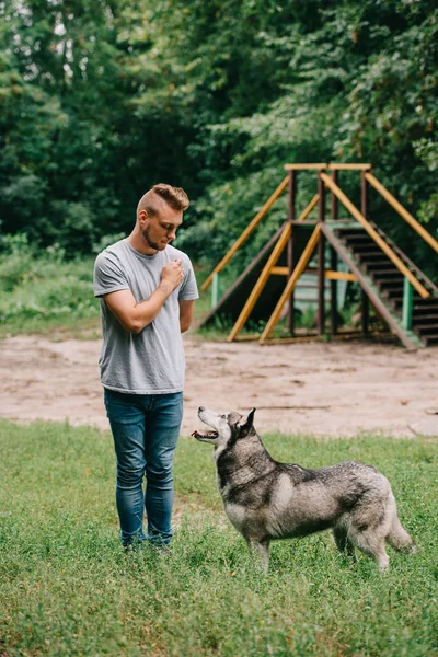 Обучение кинологии послушанию с сибирской хаски-собакой — стоковое фото
