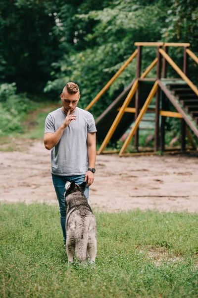 Joven cinnólogo entrenamiento obediencia con husky perro en parque - foto de stock