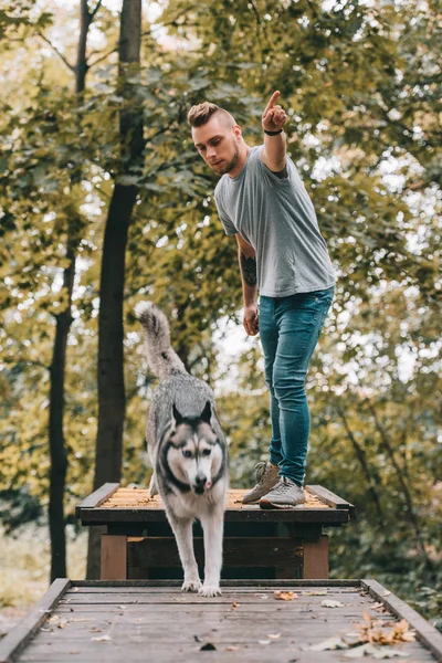 Jovem cinologista com salto husky no obstáculo no parque — Fotografia de Stock