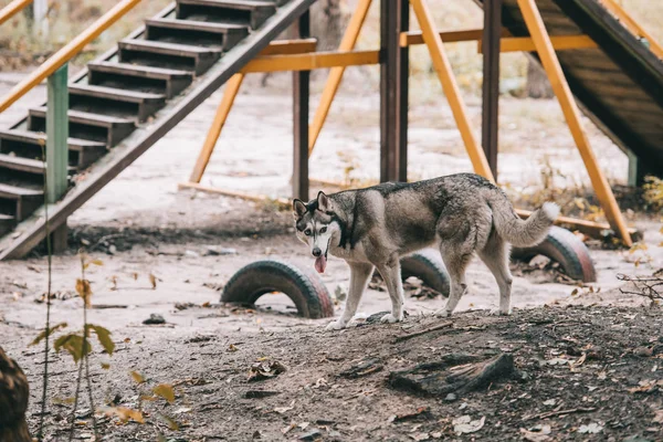 Siberian husky dog on agility ground — Stock Photo