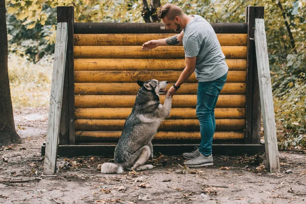 Formation cynologue avec chien husky sibérien sur obstacle sautant — Photo de stock