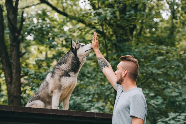 Entrenamiento cinnólogo con perro husky obediente - foto de stock