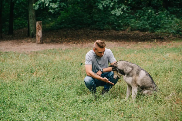 Jeune homme dressant avec chien husky sibérien dans le parc — Photo de stock