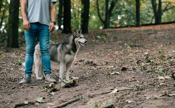 Vista recortada del hombre caminando con perro husky siberiano en el bosque - foto de stock