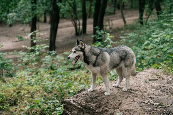 Sibirischer Husky geht im Park spazieren — Stockfoto