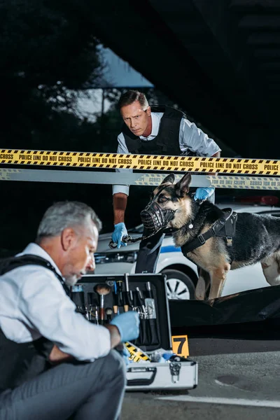 Mature policeman sitting with case for investigation tools while his colleague with alsatian on leash standing near corpse in body bag at crime scene — Stock Photo