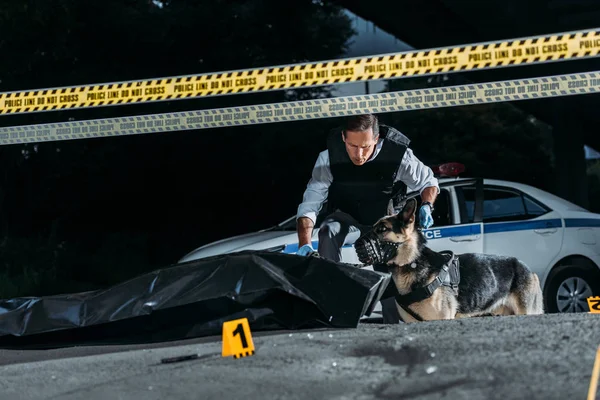 Policía sosteniendo al pastor alemán con correa en la escena del crimen con el cadáver en la bolsa del cuerpo - foto de stock