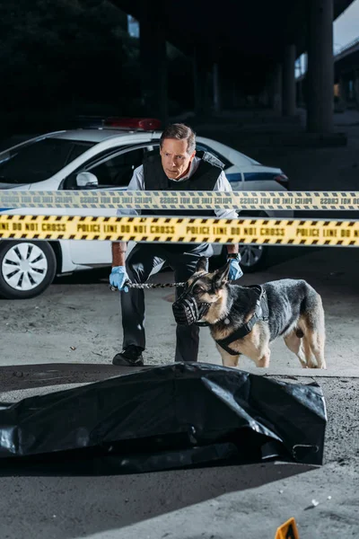 Policial masculino com alsaciano na coleira no local do crime com cadáver no saco do corpo — Fotografia de Stock