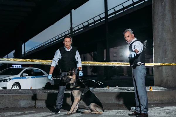 Male police officer pointing by finger to colleague with dog on leash near cross line at crime scene — Stock Photo