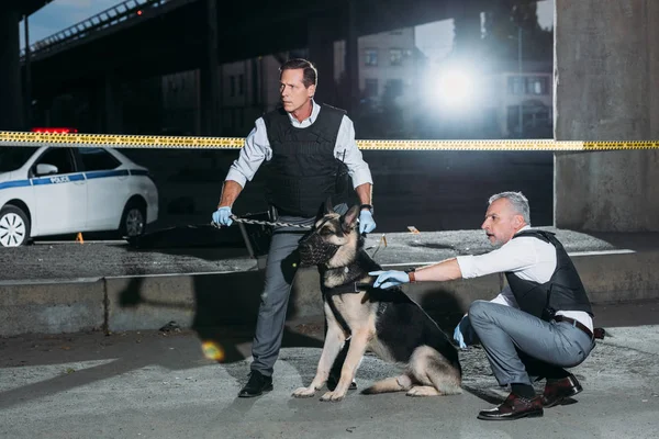 Policía de mediana edad señalando con el dedo al colega con el perro en la correa cerca de la línea transversal en la escena del crimen - foto de stock