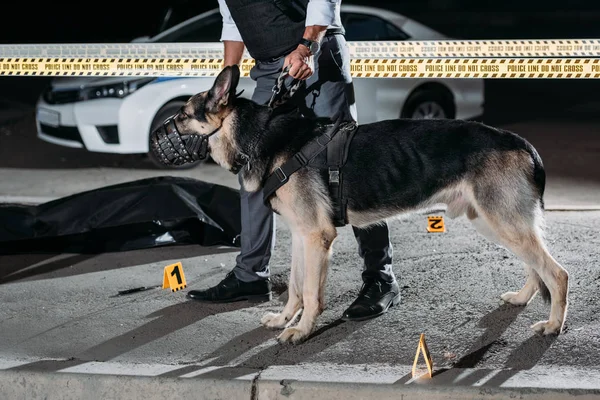 Immagine ritagliata di poliziotto che tiene il cane alsaziano al guinzaglio vicino alla linea incrociata sulla scena del crimine con cadavere in sacco per cadaveri — Foto stock