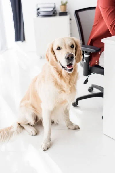 Golden retriever sentado no chão perto de empresário no escritório — Fotografia de Stock