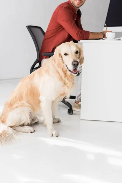 Собака сидит на полу рядом с бизнесменом в офисе — стоковое фото
