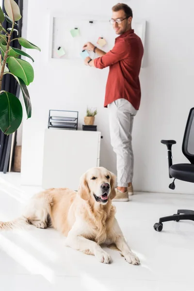 Человек, стоящий рядом с золотой ретривер собака лежит на полу — стоковое фото