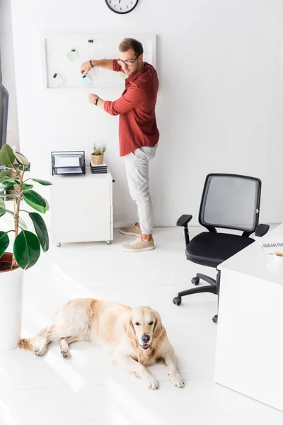 Man working and looking at golden retriever dog lying on floor — Stock Photo