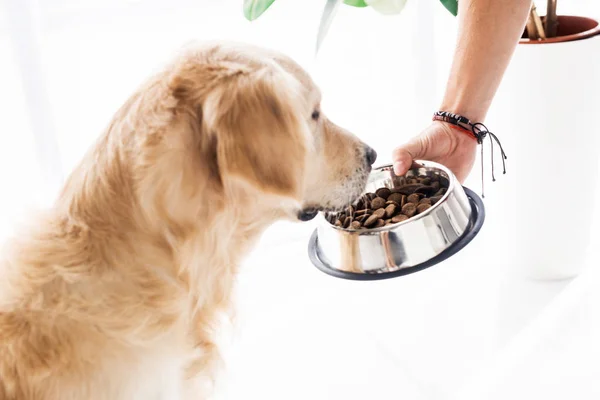 Обрізаний вид людини, що годує смішного золотистого ретривера з кормом для собак — стокове фото