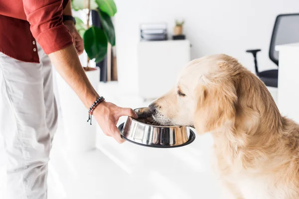 Vue recadrée de l'homme nourrissant chien golden retriever mignon — Photo de stock