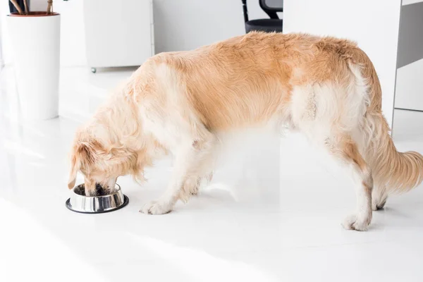 Vista lateral de golden retriever comer comida de cão — Fotografia de Stock