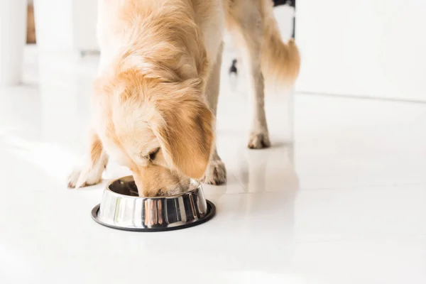 Golden retriever eating dog food from metal bowl — Stock Photo