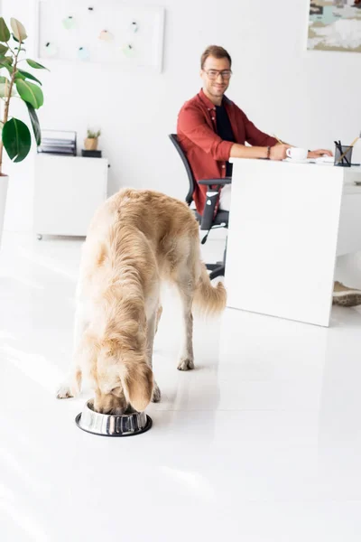 Golden retriever mangiare vicino uomo d'affari seduto sul posto di lavoro — Foto stock