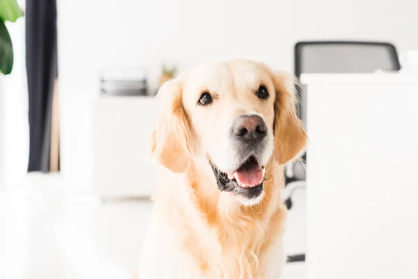 Divertente cane golden retriever seduto sul pavimento, fuoco selettivo — Foto stock