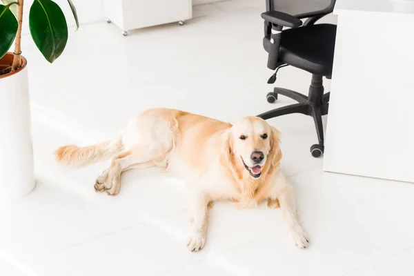 Golden retriever dog lying on white floor — Stock Photo