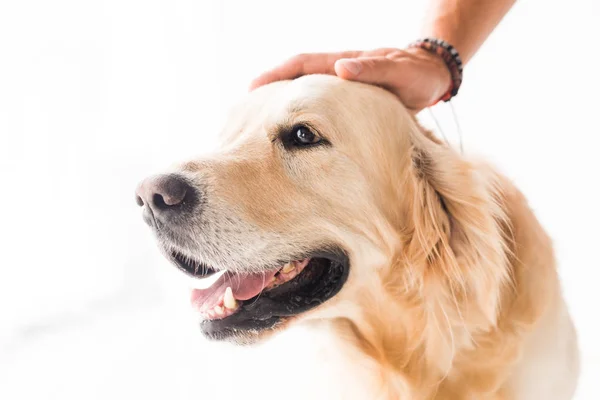Recortado vista de hombre acariciando lindo perro golden retriever - foto de stock