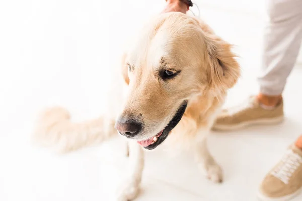 Recortado vista de hombre acariciando divertido golden retriever perro - foto de stock